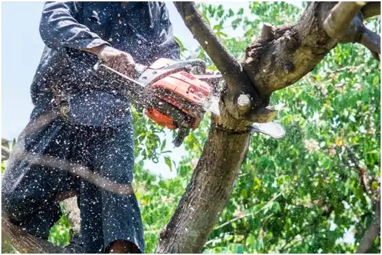 tree services Mellen